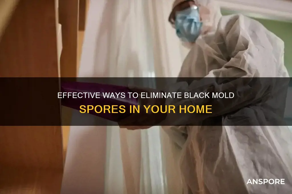 how to kill black mold spores