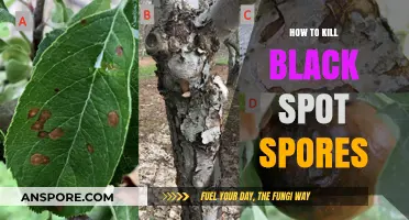 Effective Strategies to Eradicate Black Spot Spores in Your Garden