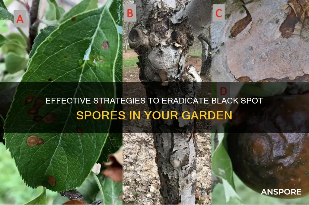 how to kill black spot spores