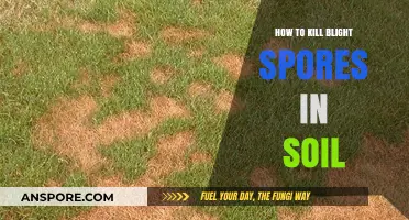 Effective Methods to Eradicate Blight Spores from Your Soil