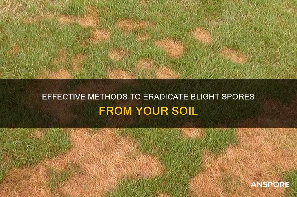 how to kill blight spores in soil