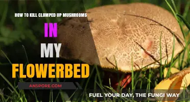 Effective Ways to Eliminate Clumped Mushrooms in Your Flowerbed