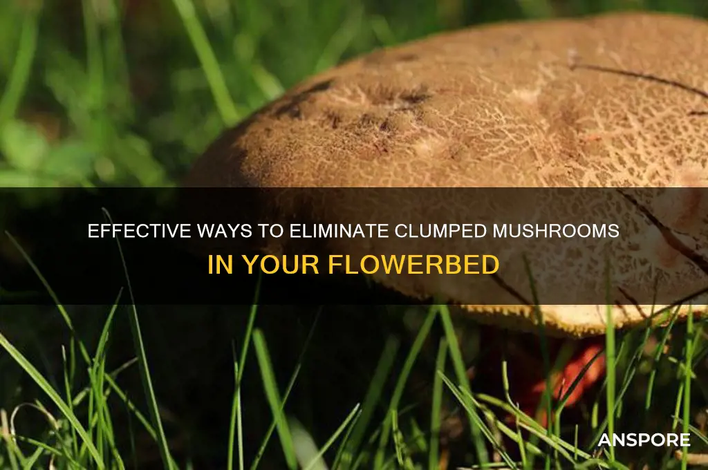 how to kill clumped up mushrooms in my flowerbed