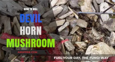 Effective Methods to Eradicate Devil's Horn Mushroom Safely and Permanently