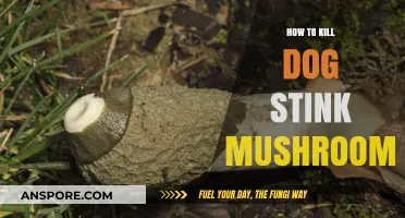 Eliminate Dog Stink Mushrooms: Effective Tips for a Fresh Yard