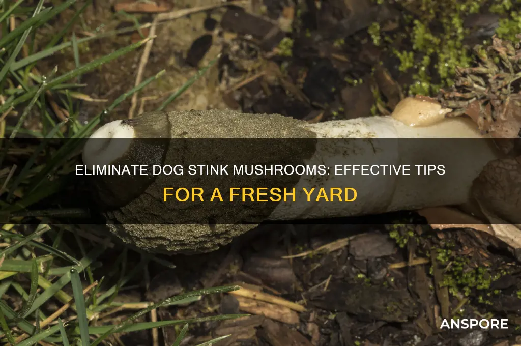 how to kill dog stink mushrooms