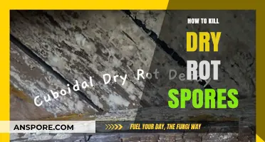 Effective Methods to Eradicate Dry Rot Spores in Your Home