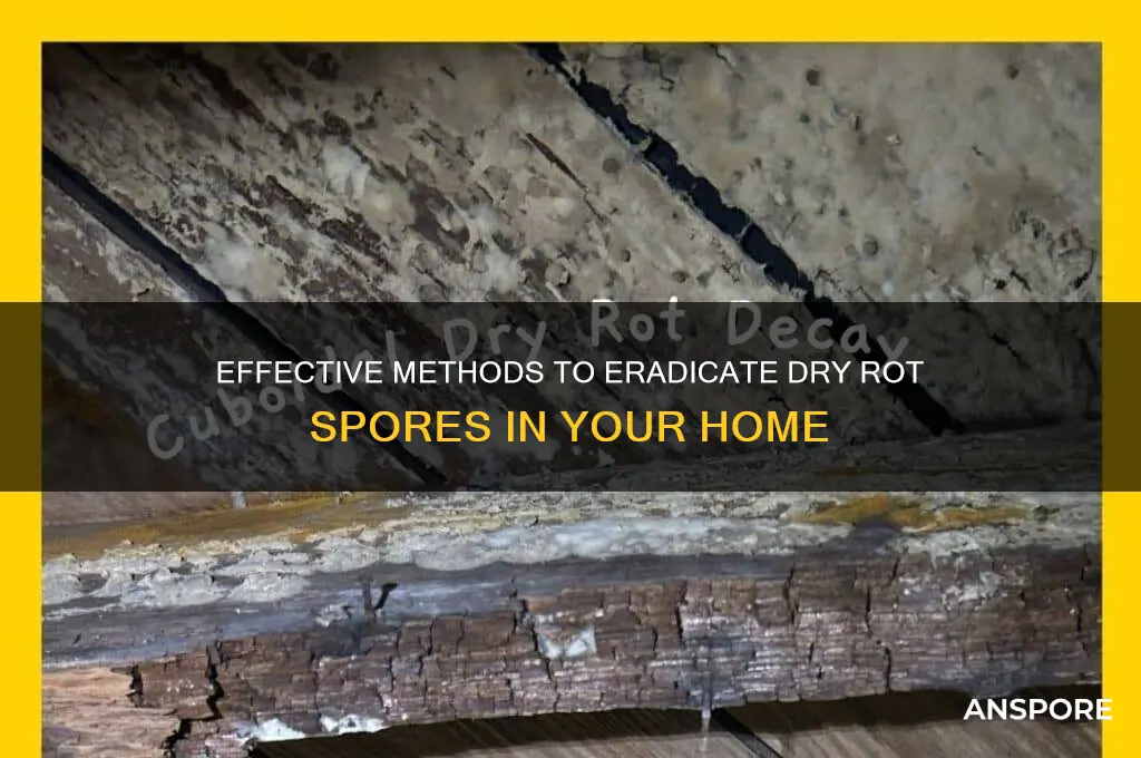 how to kill dry rot spores