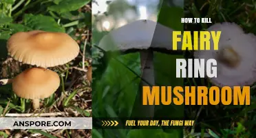 Effective Methods to Eradicate Fairy Ring Mushrooms in Your Lawn
