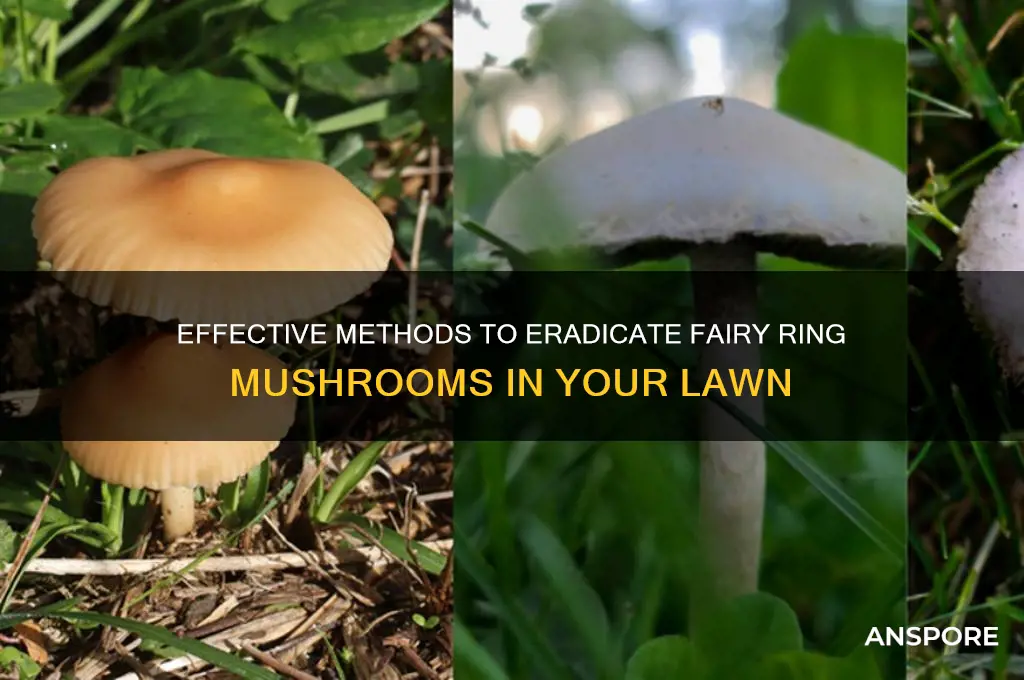 how to kill fairy ring mushrooms