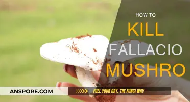 Destroying Mushrooms: How to Kill Fallacious Fungi