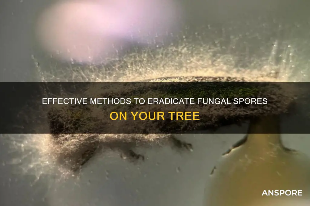 how to kill fungal spores on my tree