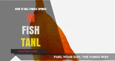 Effective Methods to Eradicate Fungal Spores in Your Fish Tank