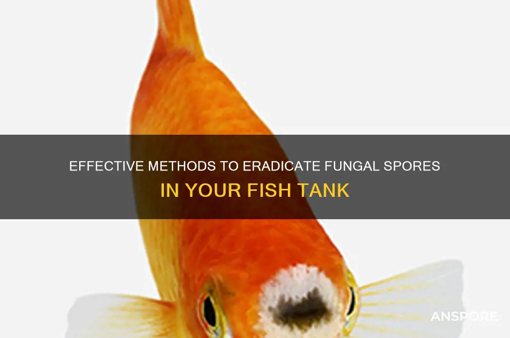 how to kill fungle spores in fish tanl