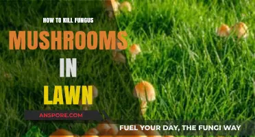 Effective Ways to Eliminate Fungus Mushrooms from Your Lawn