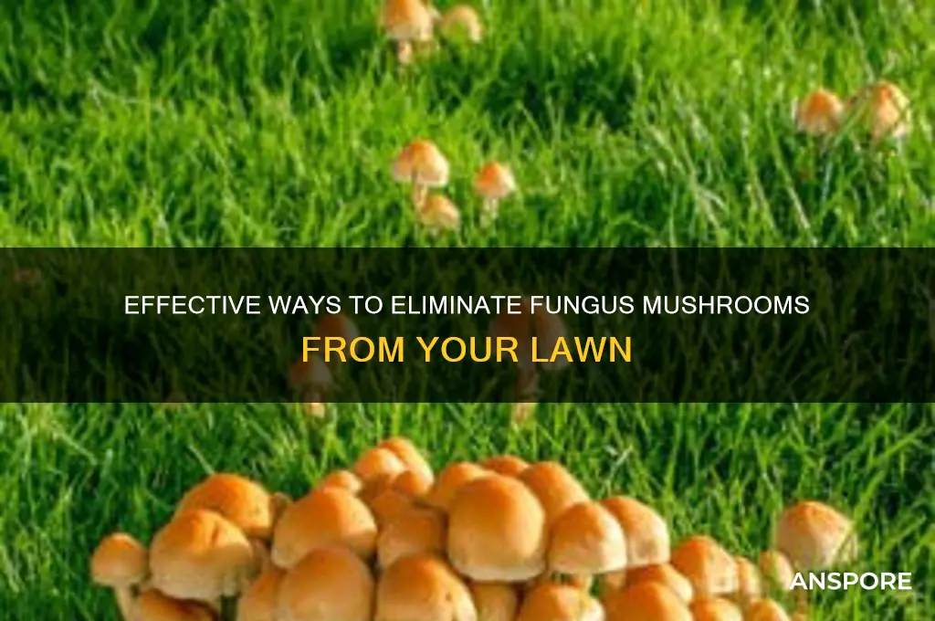 how to kill fungus mushrooms in lawn