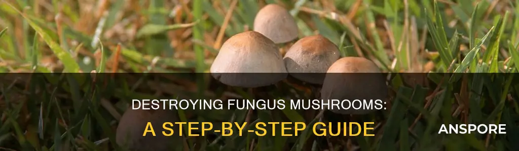 how to kill fungus mushrooms