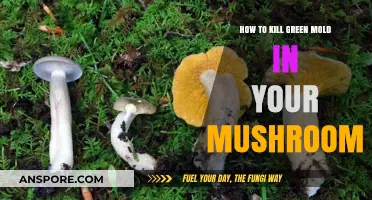 Effective Ways to Eliminate Green Mold in Your Mushroom Grow