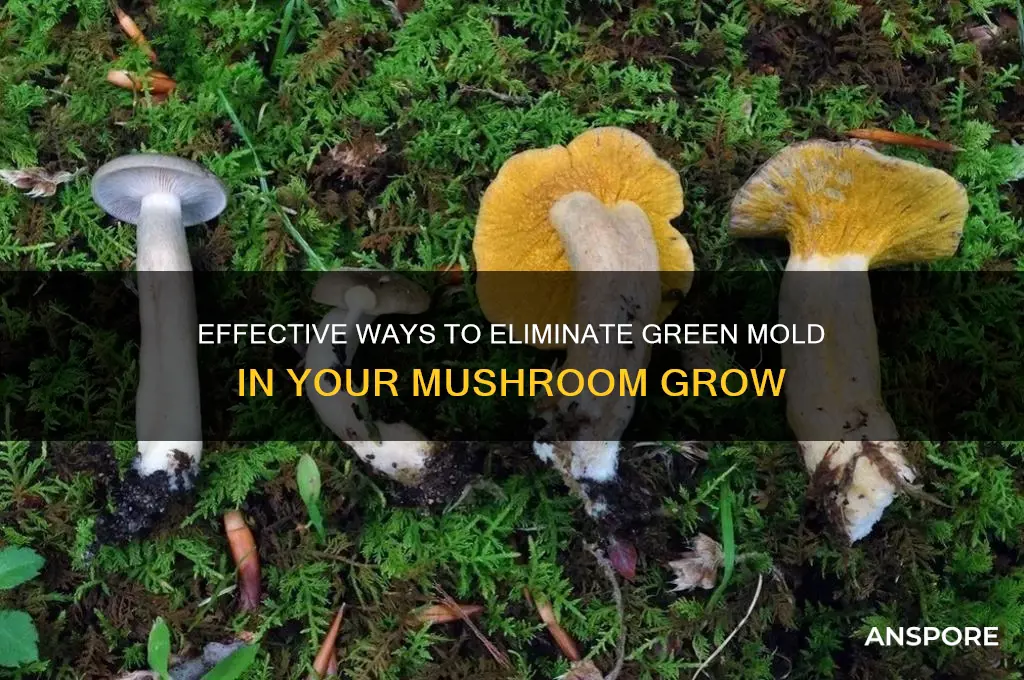 how to kill green mold in your mushroom