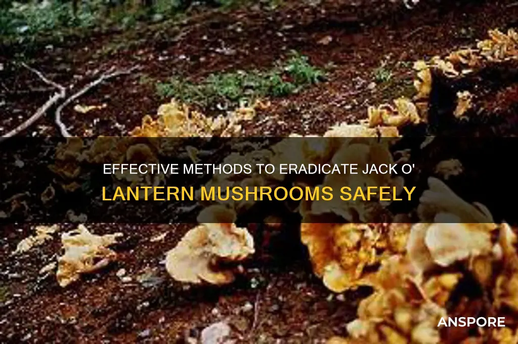 how to kill jack o lantern mushrooms