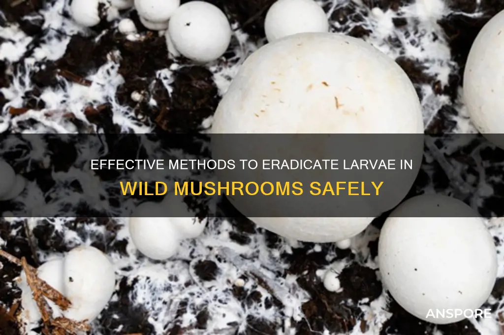 how to kill larvae in wild mushrooms