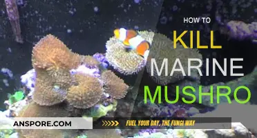 Eradicating Marine Mushrooms: Effective Strategies for Success
