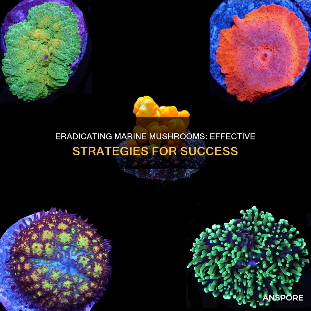 how to kill marine mushrooms