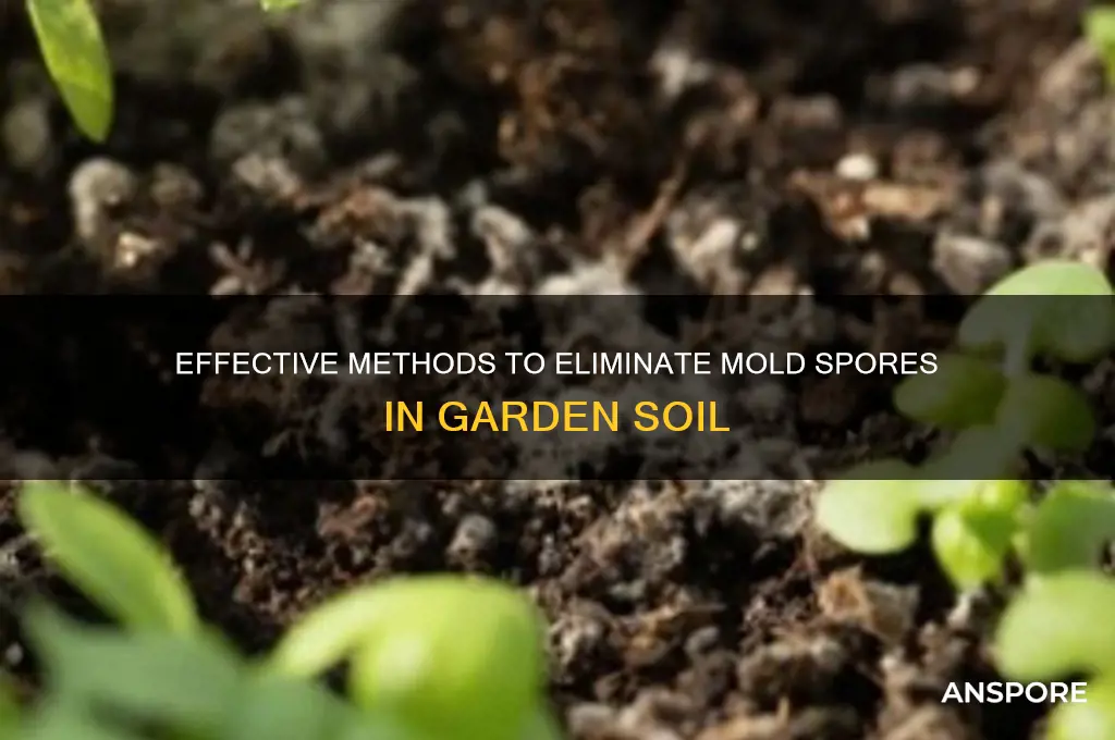 how to kill mold spores garden soil