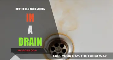 Effective Ways to Eliminate Mold Spores in Your Drain