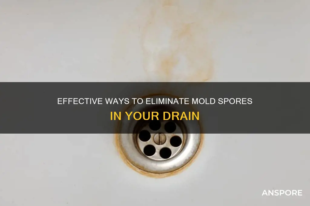how to kill mold spores in a drain