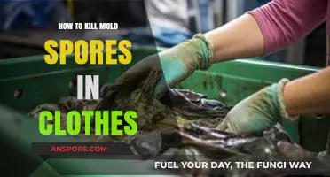 Effective Methods to Eliminate Mold Spores from Your Clothes