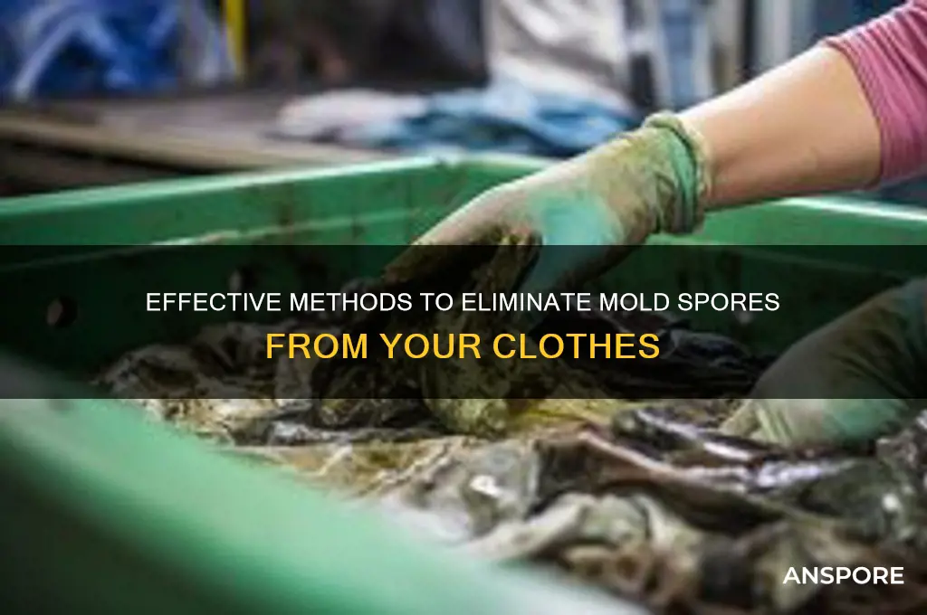 how to kill mold spores in clothes