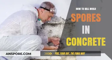 Effective Methods to Eliminate Mold Spores in Concrete Surfaces