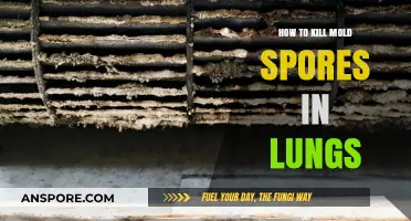 Effective Ways to Eliminate Mold Spores from Your Lungs Safely