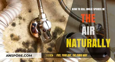 Natural Ways to Eliminate Airborne Mold Spores Effectively at Home