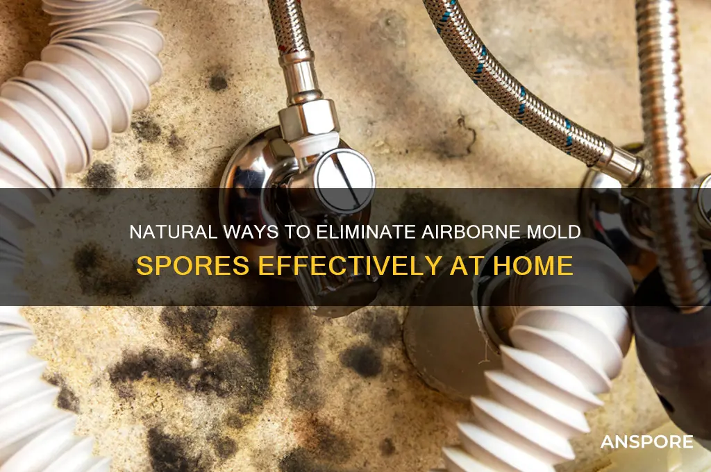 how to kill mold spores in the air naturally