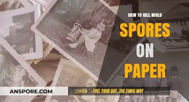 Effective Methods to Eliminate Mold Spores on Paper Safely