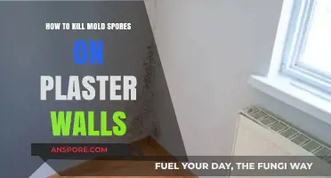Effective Ways to Eliminate Mold Spores on Plaster Walls Permanently