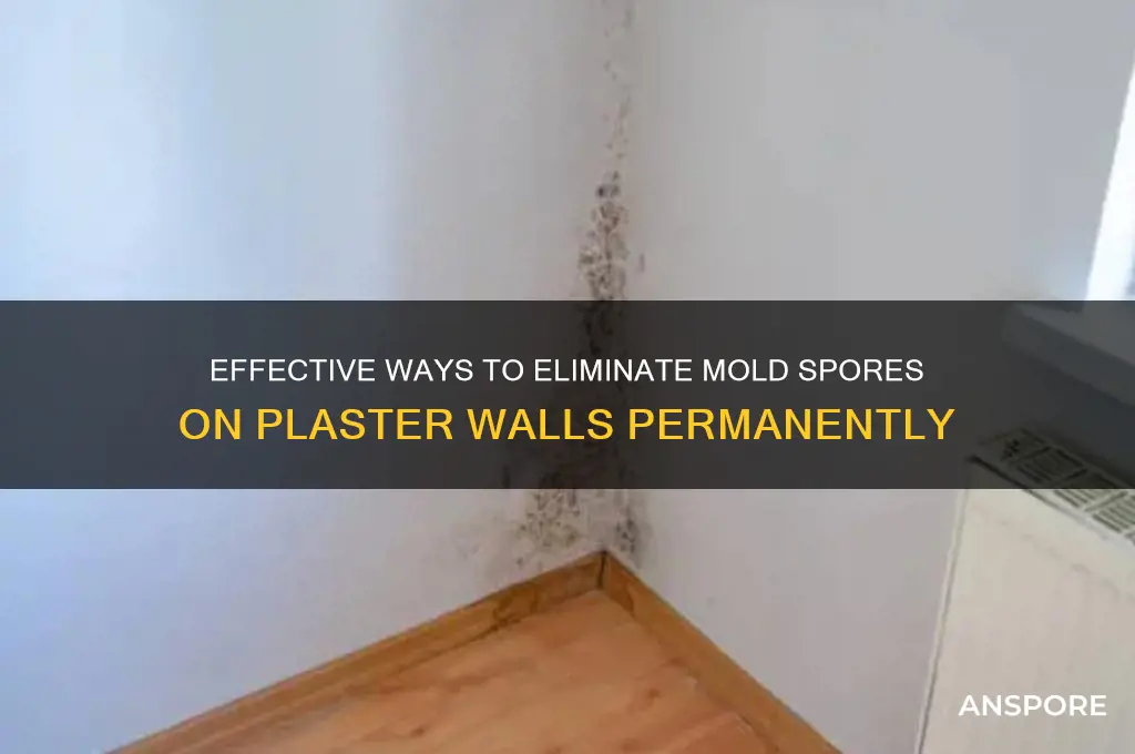 how to kill mold spores on plaster walls