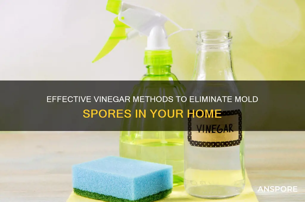 how to kill mold spores with vinegar