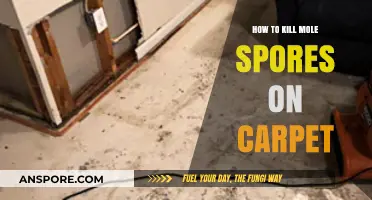 Effective Ways to Eliminate Mold Spores from Your Carpet Safely