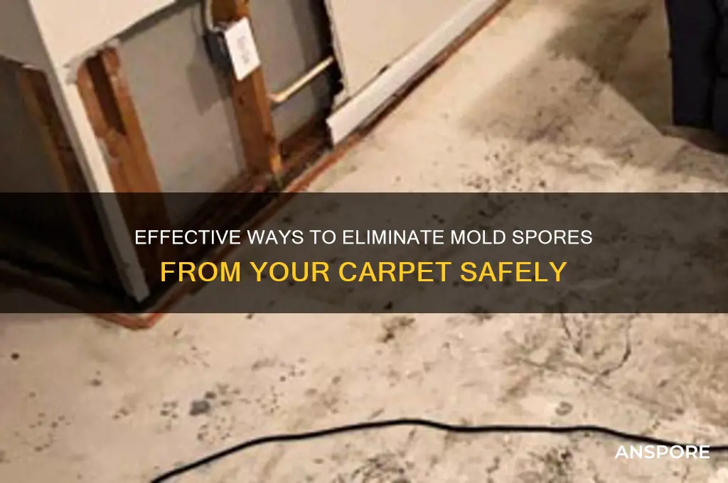 how to kill mole spores on carpet