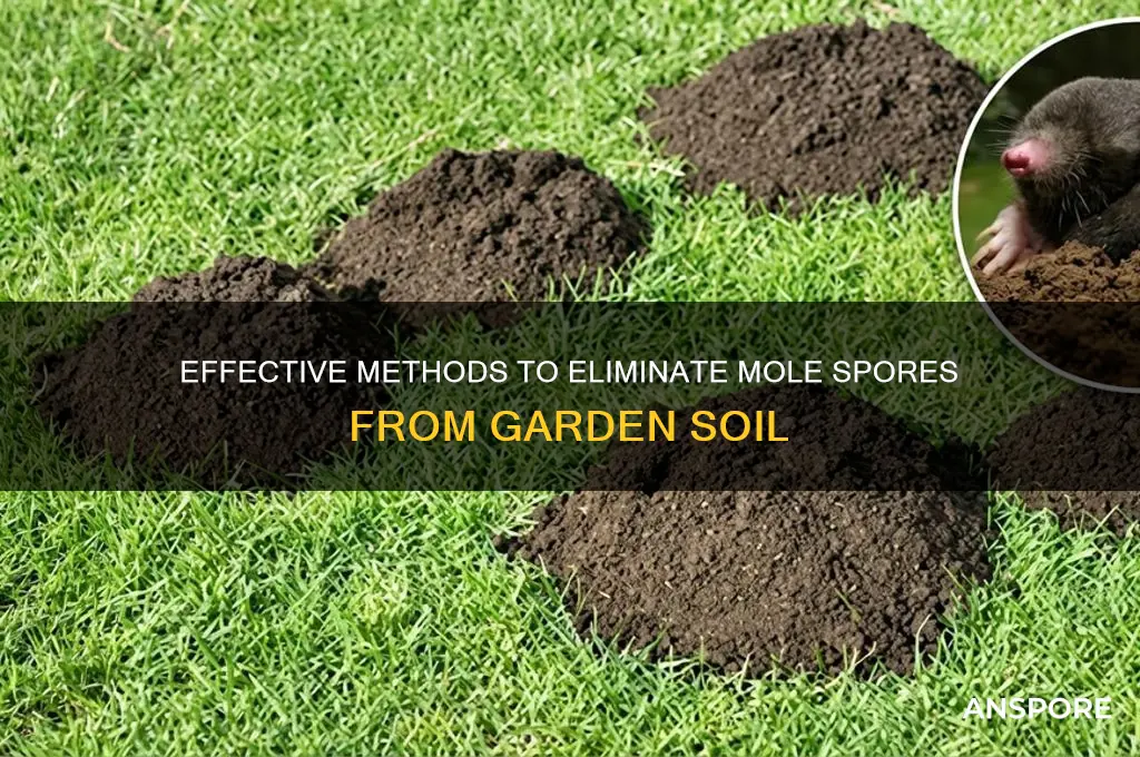 how to kill mole spores on dirt