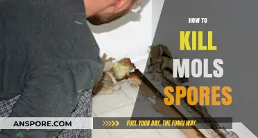 Effective Strategies to Eradicate Mold Spores in Your Home