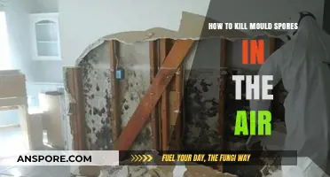 Effective Ways to Eliminate Airborne Mould Spores in Your Home