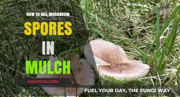 Effective Methods to Eradicate Mushroom Spores in Mulch