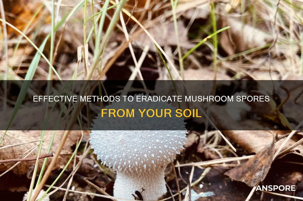 how to kill mushroom spores in soil