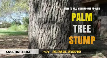 Effective Ways to Eliminate Mushrooms Near Palm Tree Stumps Safely