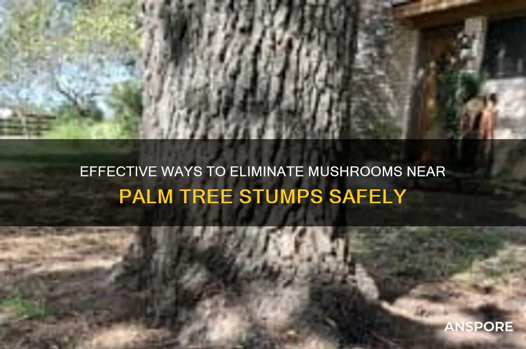 how to kill mushrooms around palm tree stump