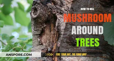 Effective Ways to Eliminate Mushrooms Growing Around Your Trees Safely